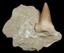 Bargain Otodus Shark Tooth Fossil In Matrix #6387-2